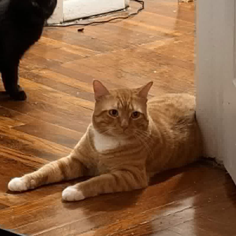 Steve, an orange tabby cat